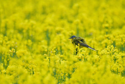 Close-up of yellow flowering plant on field