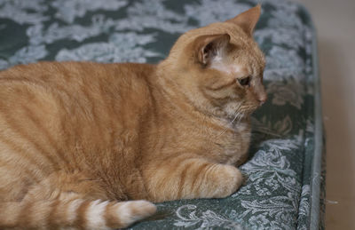 Yellow tabby cat resting comfortably on a bare mattress