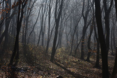 Fog in the forest. misty morning in the forest