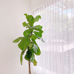Close-up of potted plant against wall