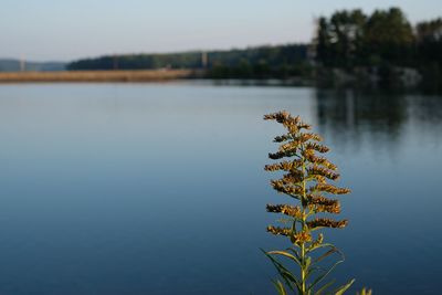 Plant by lake against clear sky