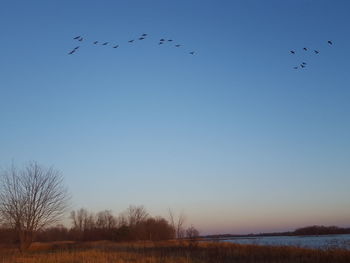 Birds flying against clear sky