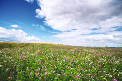 Scenic view of flowering plants on field against sky