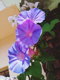 Close-up of purple flowers