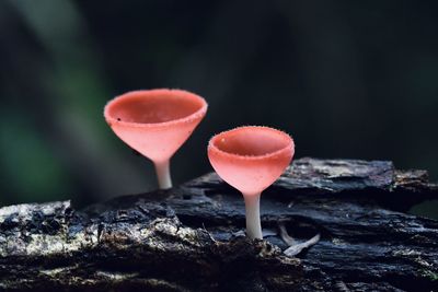 Close-up of red mushroom growing on field