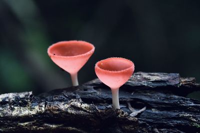 Close-up of red mushroom growing on field