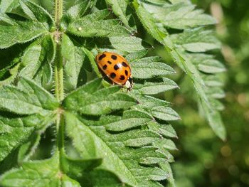 Close-up of ladybug on leaf