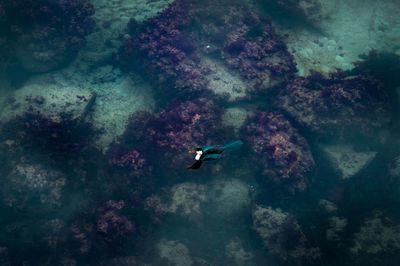 High angle view of ducks swimming in sea