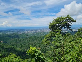 Scenic view of forest against sky