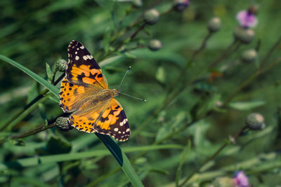 Close-up of butterfly pollinating flower