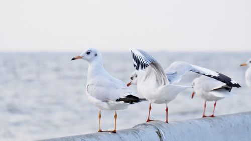 Seagulls perching on wooden post against sea