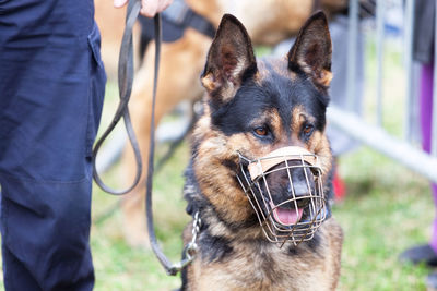Policeman holding german shepherd police dog on the leash