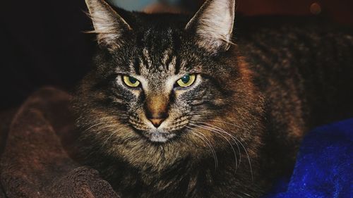 Close-up portrait of cat