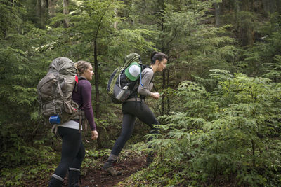 Low angle view of women hiking amidst trees in forest