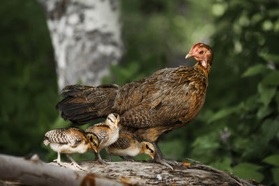 Family of wild fowl