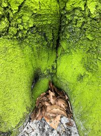 High angle view of tree trunk by lake