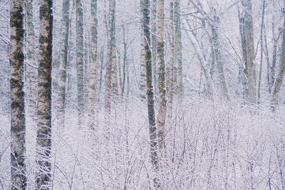 Pine trees in forest during winter