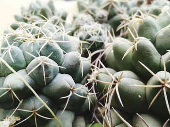 Close-up of cactus