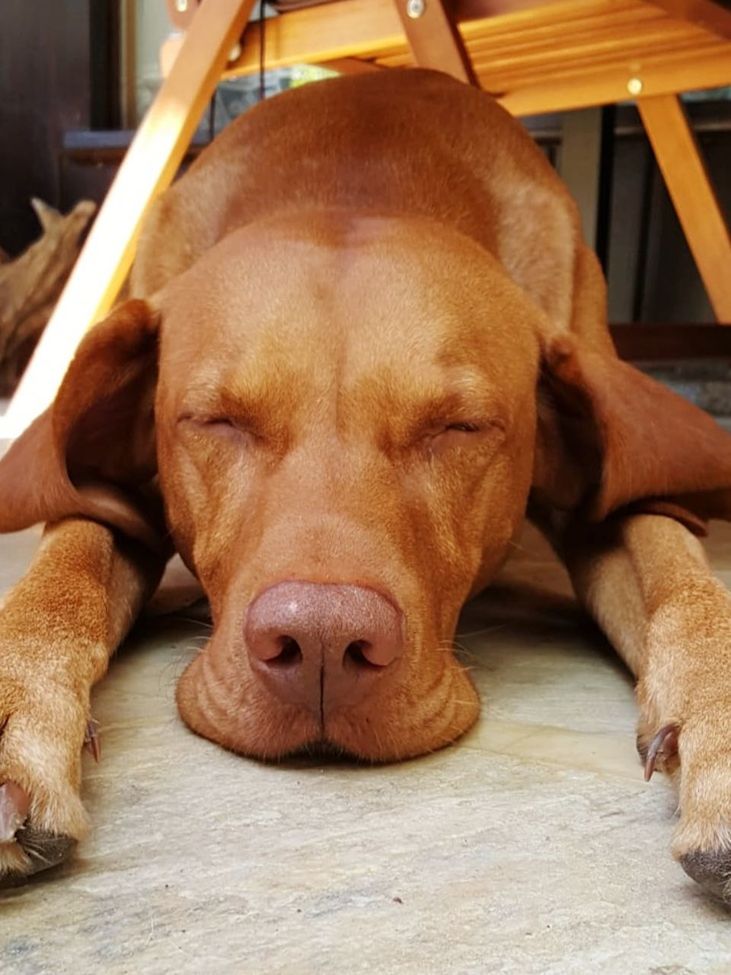 canine, dog, domestic, pets, domestic animals, one animal, mammal, animal themes, animal, vertebrate, relaxation, lying down, brown, eyes closed, no people, close-up, sleeping, indoors, resting, animal body part, animal head, weimaraner, snout, animal nose, napping