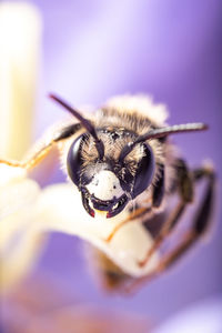 Close-up of bee pollinating on purple flower