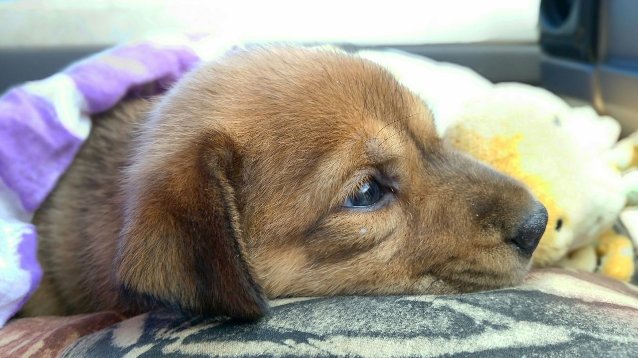 animal themes, domestic animals, one animal, pets, mammal, dog, indoors, close-up, relaxation, animal head, focus on foreground, resting, lying down, sleeping, home interior, brown, animal body part, no people, looking away, zoology