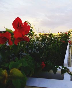 Close-up of red flowers blooming against sky