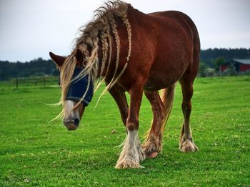 Horse grazing in a field