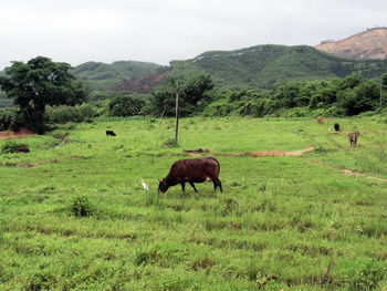 Horse grazing on field against sky