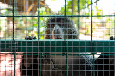 Portrait of monkey in cage