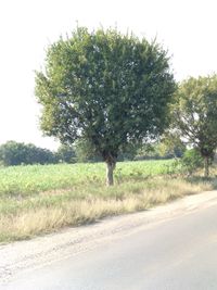Trees on field by road against sky