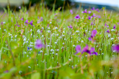 Close-up of purple flowering plants on field