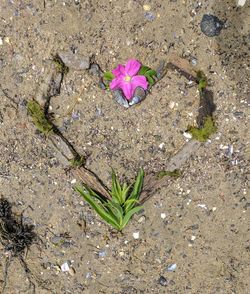 High angle view of flower plant