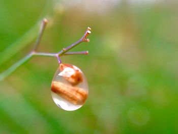 Close-up of plant against blurred background