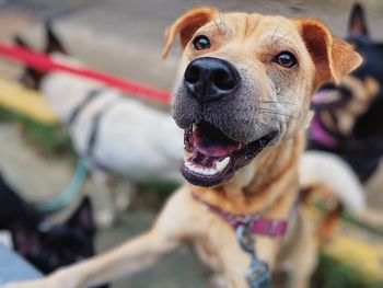 Close-up portrait of dog