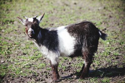 Portrait of goat standing on field