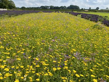 Yellow flowers growing on field