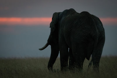 Silhouette elephant standing on field against cloudy sky during sunset