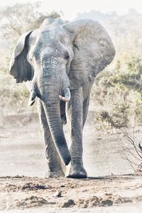 Close-up of elephant