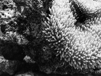 Close-up of coral in sea