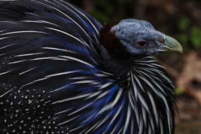 Close-up of a bird