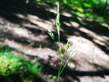 Close-up of plant on land