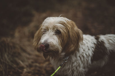 Dog looking away