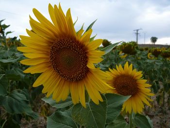 Close-up of sunflower blooming against sky