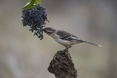 Close-up of bird perching on branch
