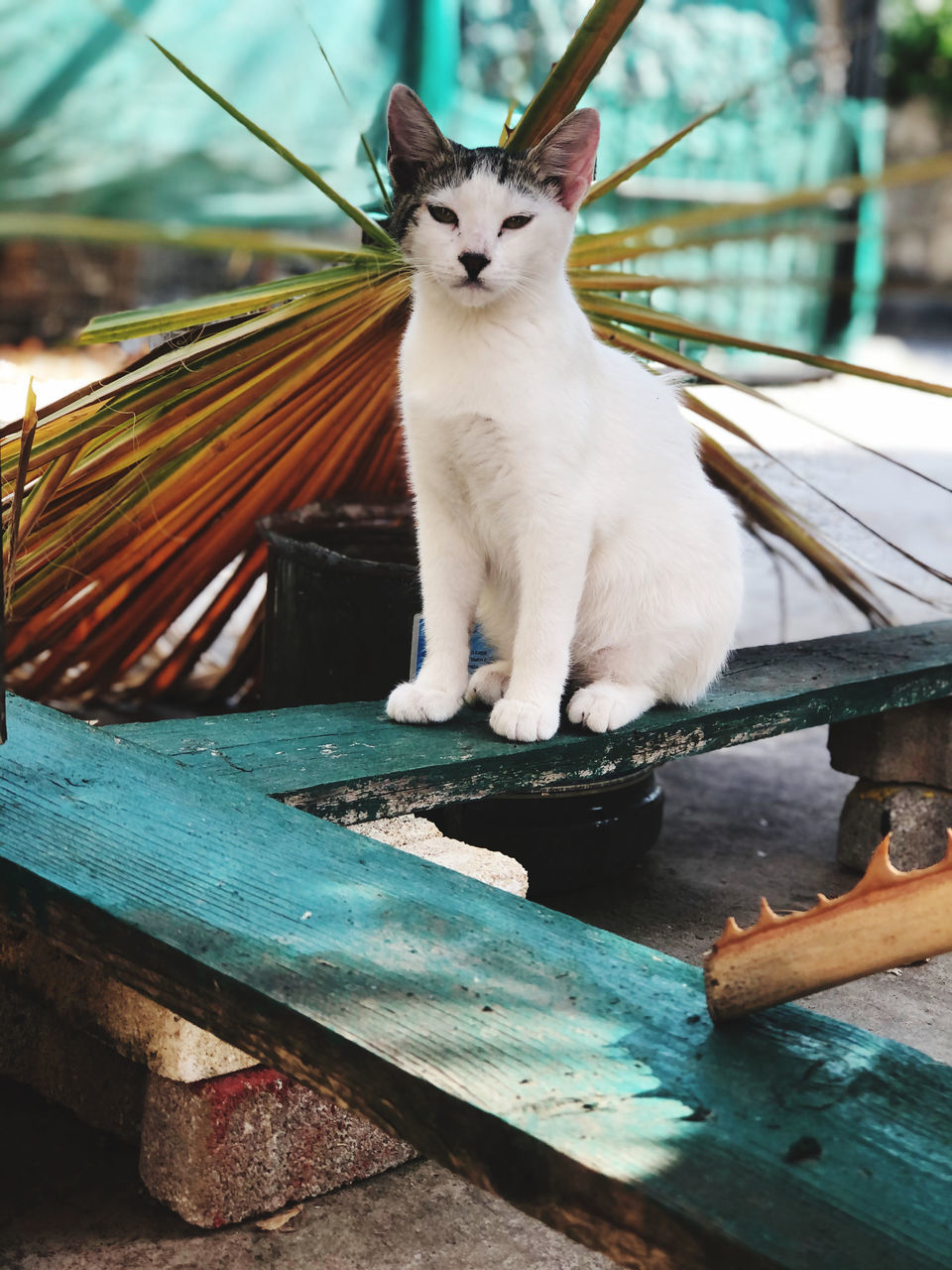 CAT SITTING ON WOODEN TABLE