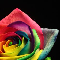 Close-up of pink rose against black background