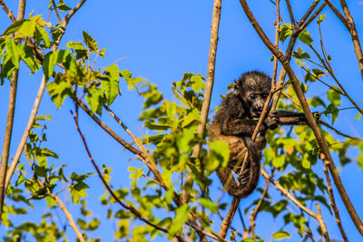 Low angle view of lizard on tree against sky