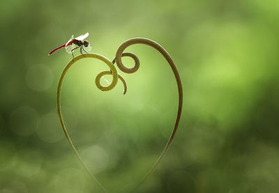 Close-up of dragonfly on heart shape on tendril 