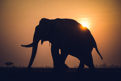 Silhouette elephant walking on field against orange sky