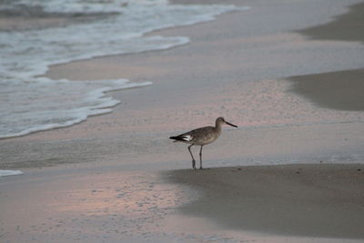 Seagull on beach